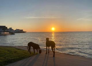Dogs on Jamaica Beach