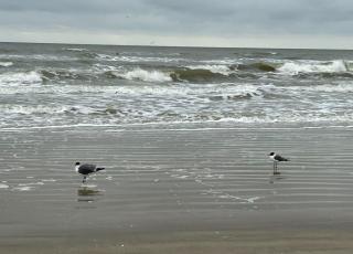 Birds on the Beach